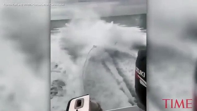 Florida Officials Investigate 'Disturbing' Video Of Shark Being Dragged By A Speed Boat - Time