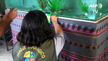 Decenas de ranas gigantes amenazadas nacen en cautiverio