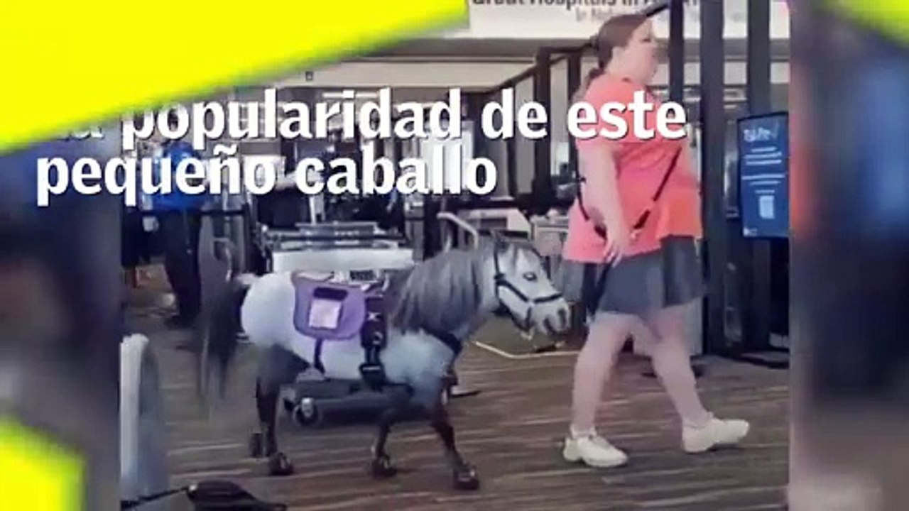¿Encontrarse con un caballo miniatura en un avi...