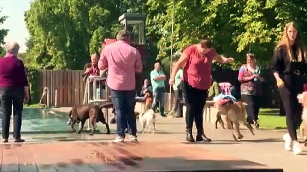 Un día de piscina exclusivo para perros en Múnich