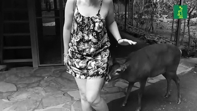 Costa Rica busca combatir las selfies que afectan a los animales silvestres