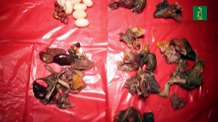 El despiadado mercado negro de comercio ilegal de animales en América