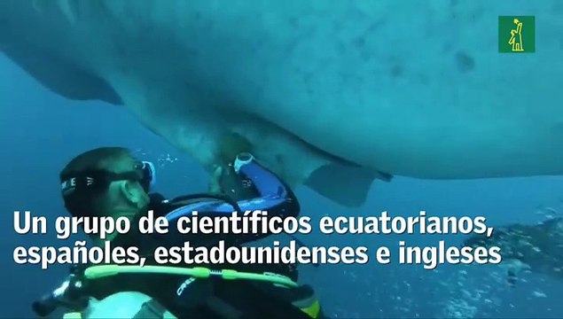 Científicos quieren descifrar los misterios del pez más grande del mundo