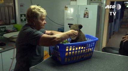 Rescatan a dos koalas de un incendio en Australia pero cientos siguen en peligro