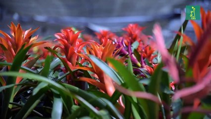 Flores que impactan en la vida de miles de dominicanos