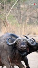 Intense buffalo battle unfolds as rivals compete to establish dominance and impress females