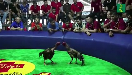 Las peleas de gallos en Tailandia: un negocio millonario