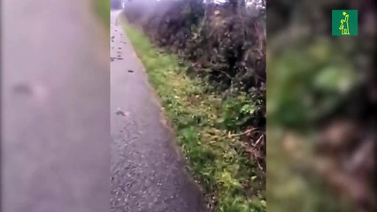 Aparecen misteriosamente 300 pájaros muertos en una isla de Gales