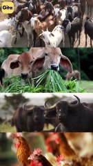 Ancient Animal || Acharya Prashant