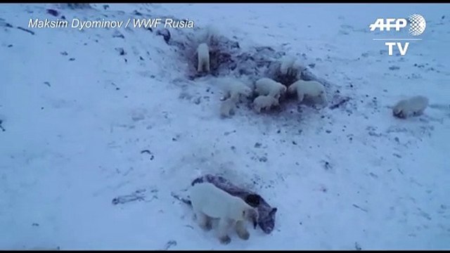 Osos Polares invaden aldeas rusas por debilidad del hielo