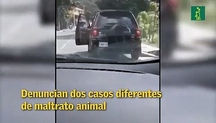Denuncian dos casos diferentes de maltrato animal