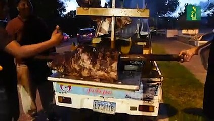 Venta de cerdos asados en la avenida Anacaona