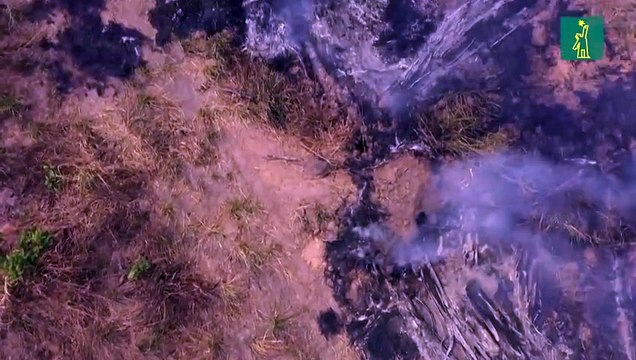 Brasil concentró en 2019 la mayor pérdida de bosques inexplotados, según informe