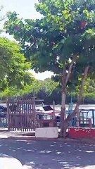 Homem morre após ser baleado pela Polícia Militar em rio na Bahia; ASSISTA