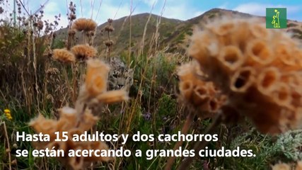 El leopardo de las nieves, el fantasma de las montañas que pierde su hábitat natural