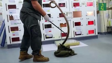 Extraen en Australia veneno de una serpiente capaz de matar a 100 personas