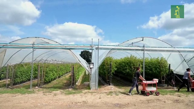 Las granjas de Reino Unido recurren a pasantes británicos para salvar la cosecha