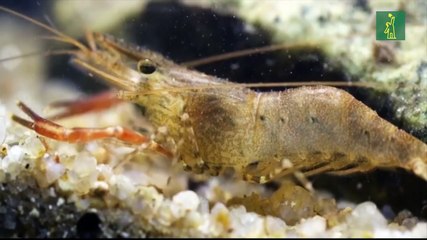 Ecuador descarta peligros a la salud pública en camarones de exportación