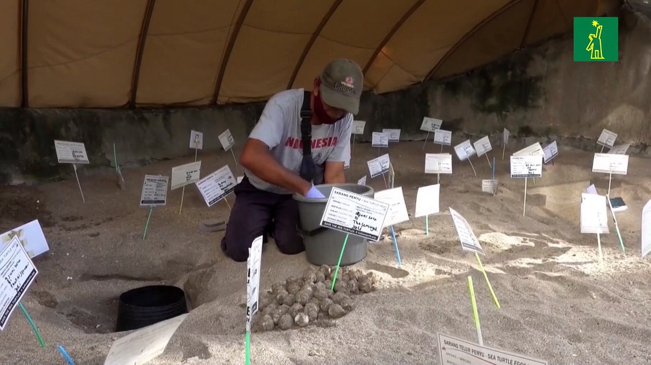 Tortugas marinas anidan en Bali ante la ausencia de turistas