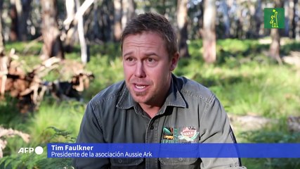 Los demonios de Tasmania vuelven a Australia continental 3.000 años después