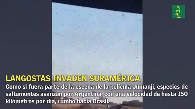 Plaga de langostas recorren Argentina y van rumbo a Brasil