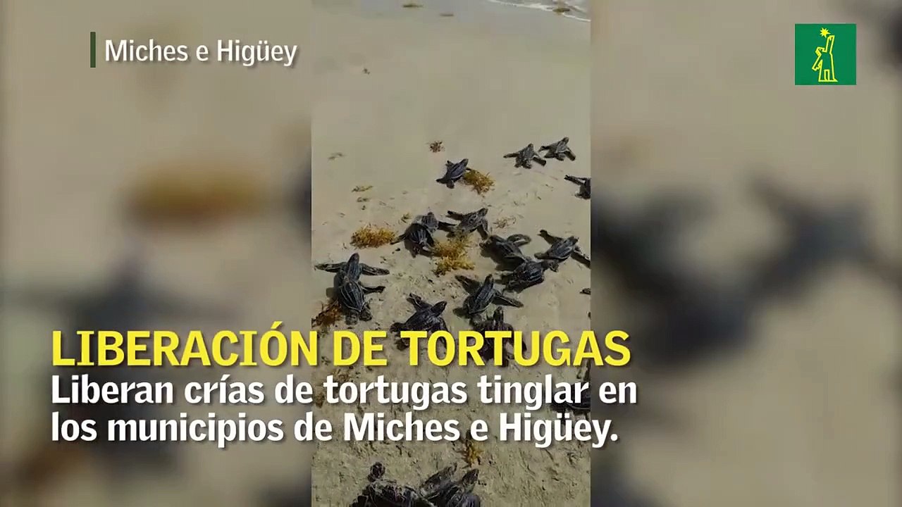 Liberan tortugas tinglar en Miches e Higüey