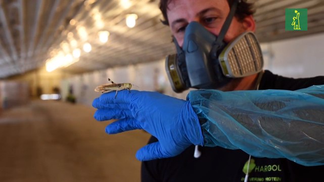 ¿Quiere comer más proteínas? Pruebe a incluir saltamontes en la dieta