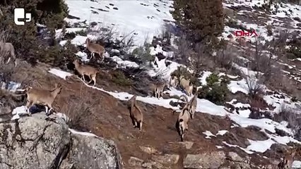 Munzur Vadisi Milli Parkı’na inen dağ keçileri, drone ile görüntülendi