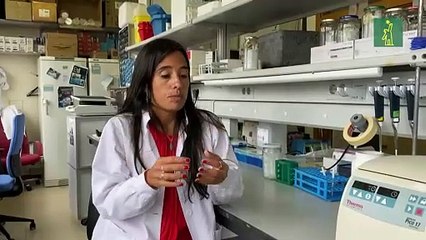 Investigadores españoles descifran genoma de medusa, capaz de revertir su ciclo vital