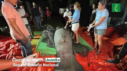 Cuerpo de manatí Juanita llega al Acuario Nacional