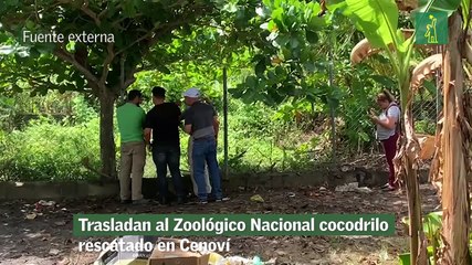 Trasladan al Zoológico Nacional cocodrilo rescatado en Cenoví