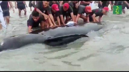 Ballena varada en la costa de Ecuador es regresada al océano por soldados