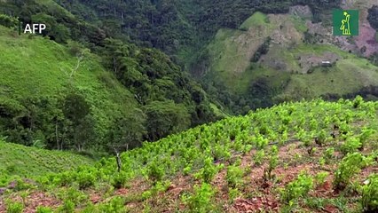 Colombia rompe récord histórico de narcocultivos: 204.000 hectáreas en 2021