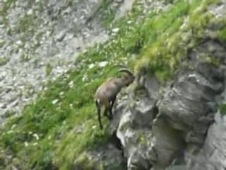 Bouquetin des Alpes (3)