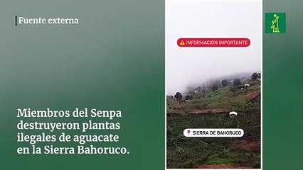 Miembros del Senpa destruyeron plantas ilegales de aguacate en la Sierra Bahoruco