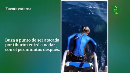 Buza a punto de ser atacada por tiburón entró a nadar con el pez minutos después