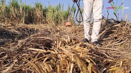 Sugarcane : ऊस तुटून गेल्यानंतर खोडव्याचे व्यवस्थापन कसे करावे?