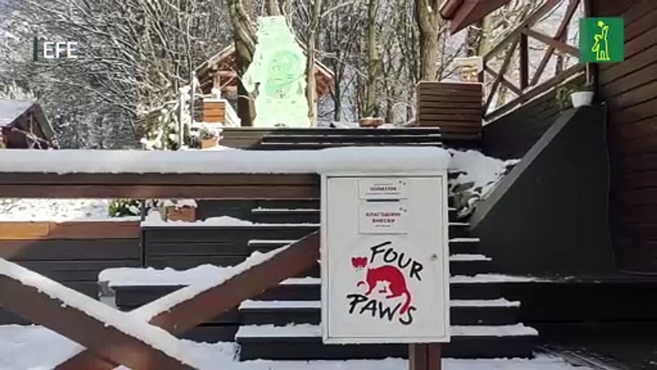 Un refugio ucraniano acoge a osos rescatados de las zonas del frente