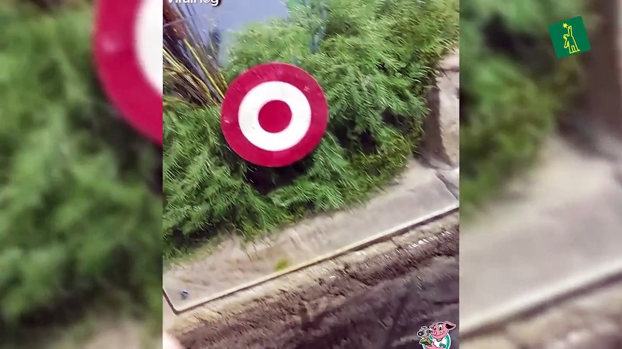Peces arqueros saben como acertar en el centro del arco