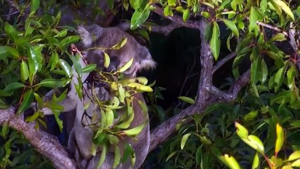 3.000 millones de animales fueron víctimas durante los incendios en Australia