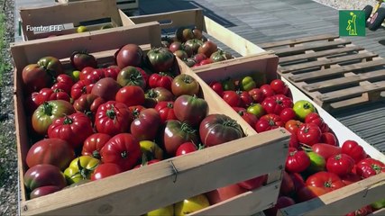 El mayor huerto urbano sobre un techo de Europa crece en una azotea de París