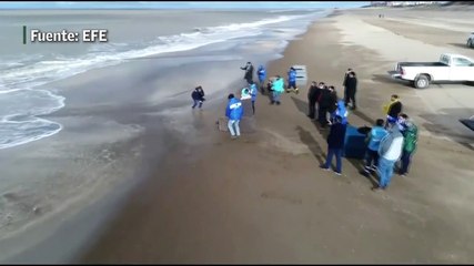 Devuelven al mar a elefante y lobos marinos tras ser rehabilitados en Argentina