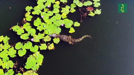 Pandemia aumenta presencia de animales salvajes en un campo de golf en Brasil