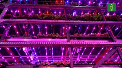 La primera hacienda vertical de Sao Paulo, obligada a reinventarse por la pandemia