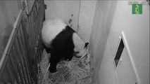Nace un panda en el zoo de Washington