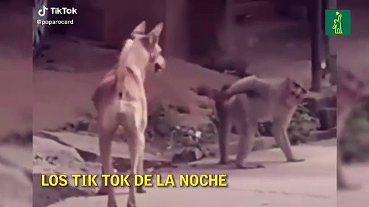 Los Tik Tok de la noche