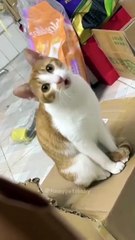 🌍🐱 Welcome to **CatsOfTheWorld**! In today's video, we embark on a purr-f