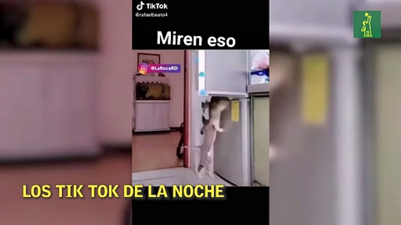 Los Tik Tok de la noche