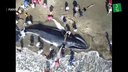 Ballena jorobada varada en isla cerca de Guayaquil fue rescatada y devuelta al mar