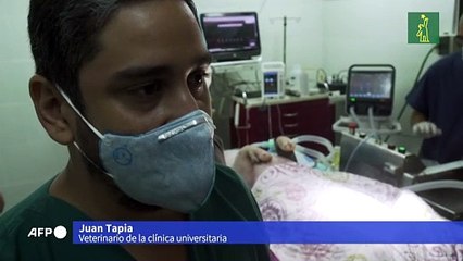 Cerdos panameños prueban respiradores para enfermos de covid-19